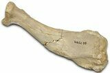 Fossil Walrus (Neotherium) Radius - Bakersfield, California #325962-1